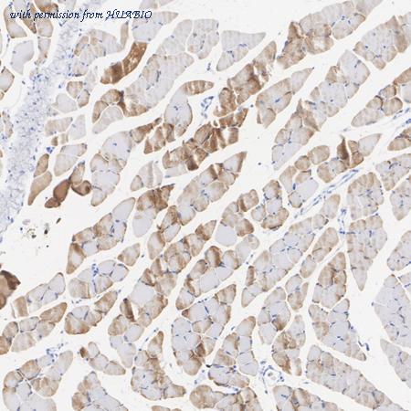 HUABIO HA723033 image 2