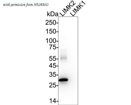 HUABIO HA723034 image 2