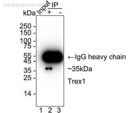 HUABIO HA723036 image 3