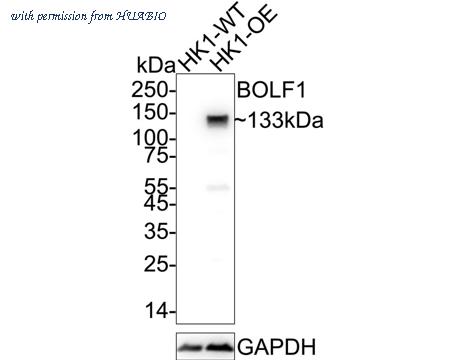 HUABIO HA723039 image 1