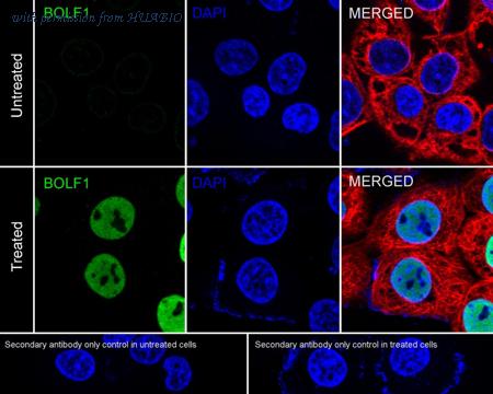 HUABIO HA723039 image 2
