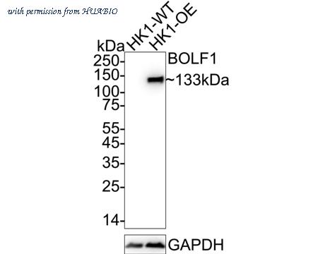 HUABIO HA723040 image 1