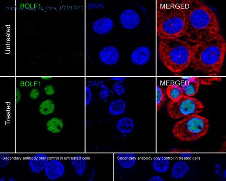 HUABIO HA723040 image 2