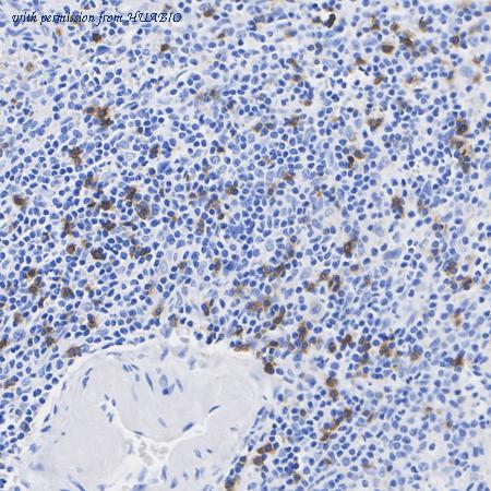 HUABIO HA723051 image 3