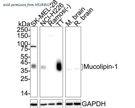 HUABIO HA723054 image 1