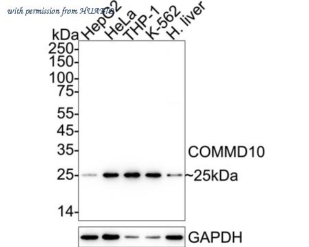 HUABIO HA723071 image 1