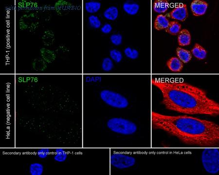HUABIO HA723080 image 2