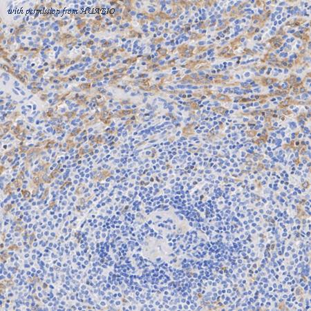 HUABIO HA723080 image 3