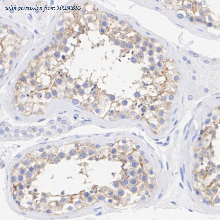 HUABIO HA723086 image 3