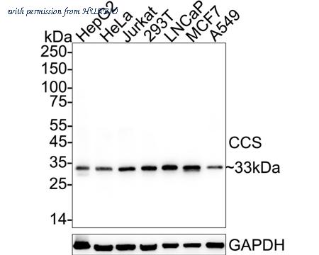 HUABIO HA723112 image 1