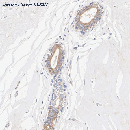 HUABIO HA723118 image 2