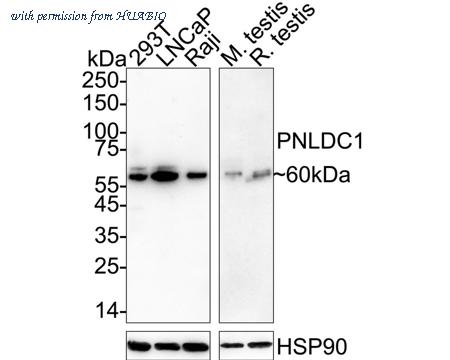 HUABIO HA723122 image 1