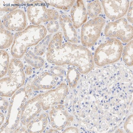 HUABIO HA723134 image 3