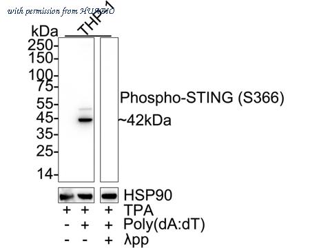 HUABIO HA723137 image 1