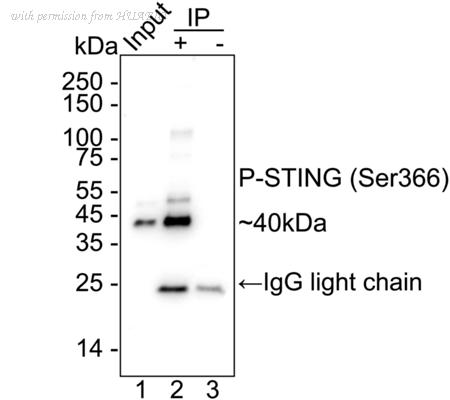 HUABIO HA723137 image 3