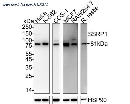 HUABIO HA723140 image 1