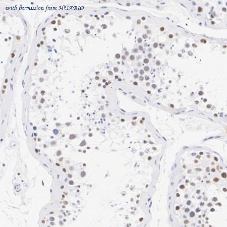 HUABIO HA723140 image 3