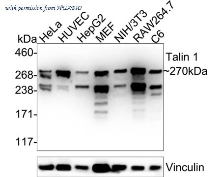 HUABIO HA723164 image 1