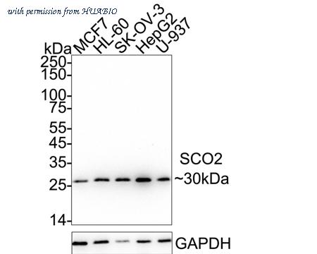 HUABIO HA723166 image 1