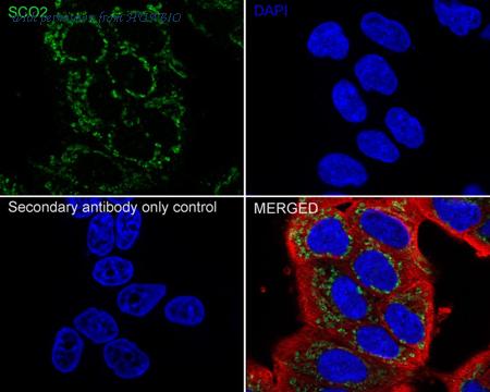 HUABIO HA723166 image 2