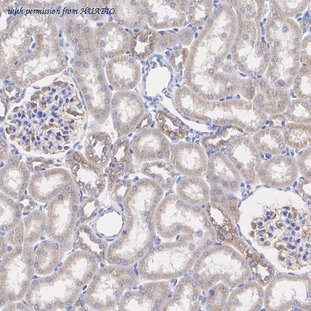 HUABIO HA723166 image 3