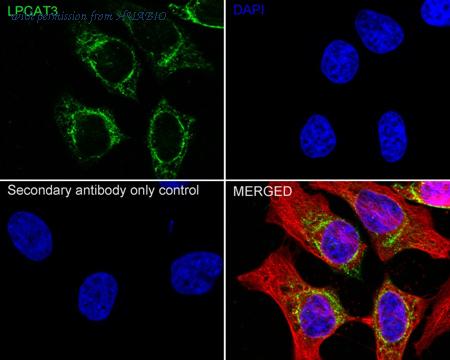 HUABIO HA723171 image 2
