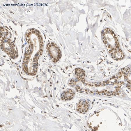 HUABIO HA723173 image 2