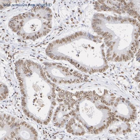 HUABIO HA723173 image 3