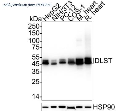 HUABIO HA723176 image 1