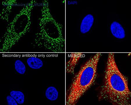 HUABIO HA723176 image 2