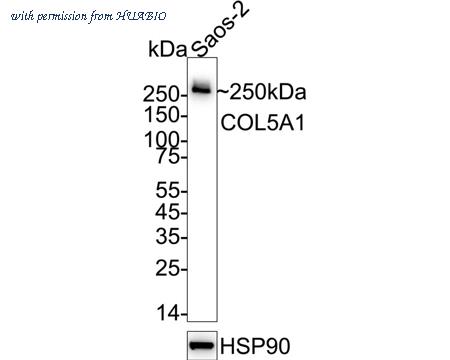 HUABIO HA723177 image 1