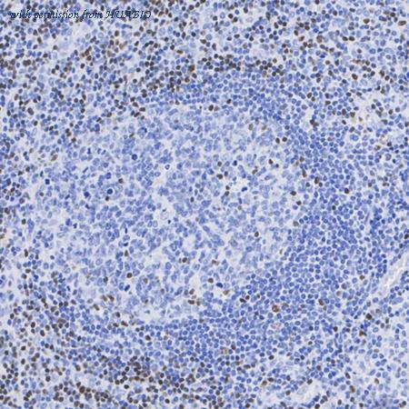 HUABIO HA723179 image 3