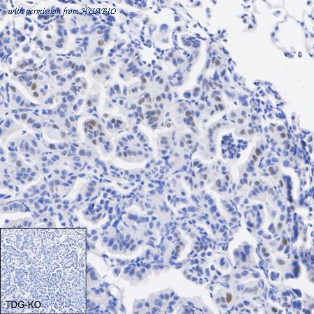 HUABIO HA723180 image 3