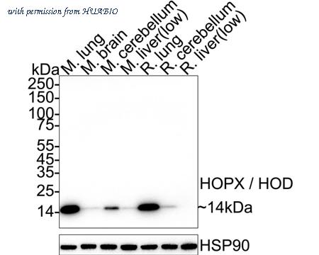 HUABIO HA723199 image 2