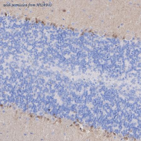 HUABIO HA723199 image 3