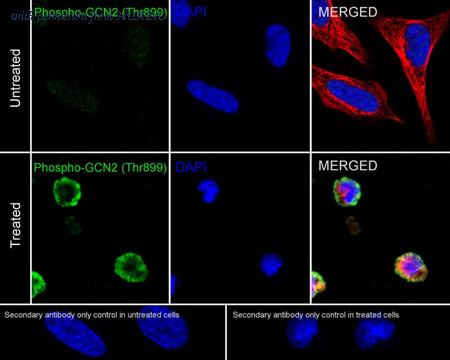 HUABIO HA723221 image 2