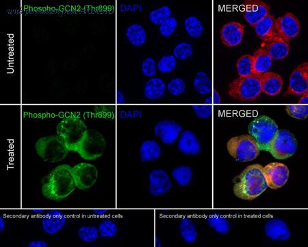 HUABIO HA723221 image 3