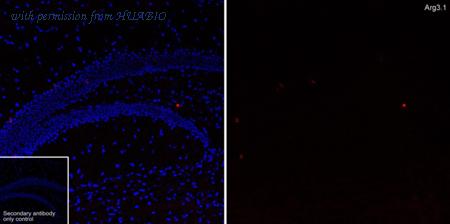 HUABIO HA723231 image 1