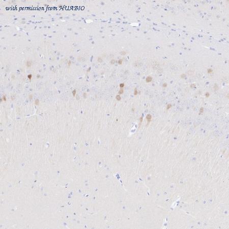 HUABIO HA723231 image 2