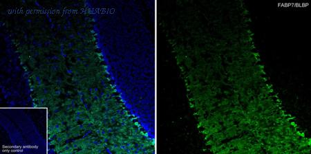 HUABIO HA723232 image 1