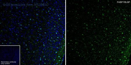 HUABIO HA723232 image 2