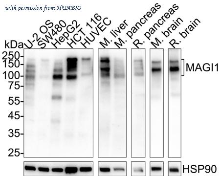 HUABIO HA723258 image 1