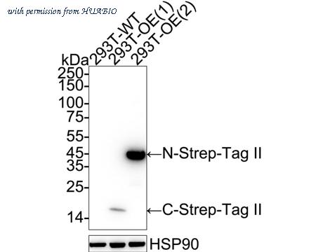 HUABIO HA723259 image 1