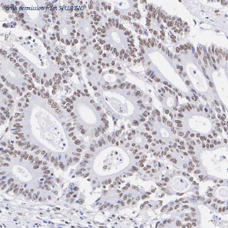 HUABIO HA723260 image 2