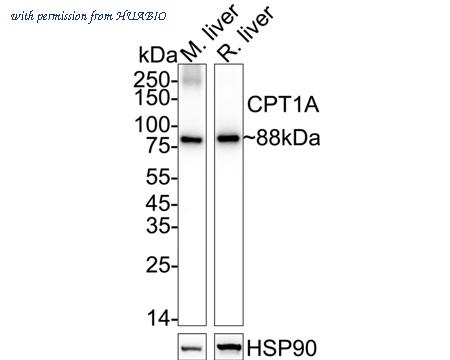 HUABIO HA723261 image 1