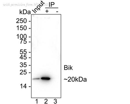 HUABIO HA723343 image 3