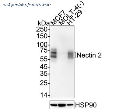 HUABIO HA723346 image 1