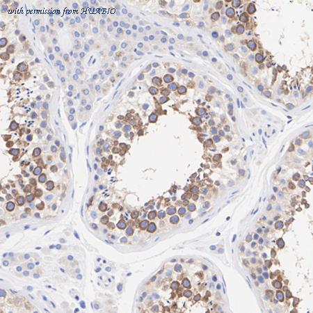 HUABIO HA723357 image 3