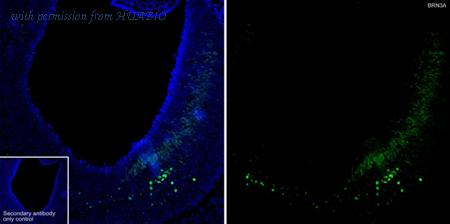 HUABIO HA723361 image 1