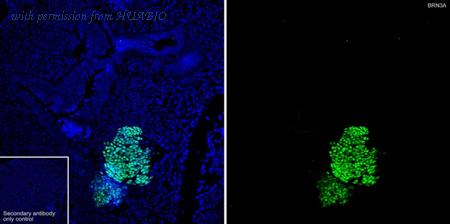 HUABIO HA723361 image 2